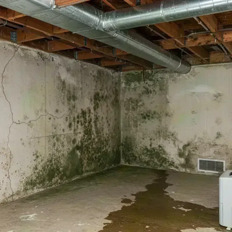 Professional Mold Removal in Crainville, IL